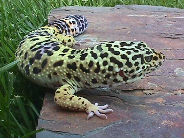 Chub chub-on a rock