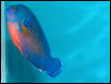 Saltwater - Austin Aquariums