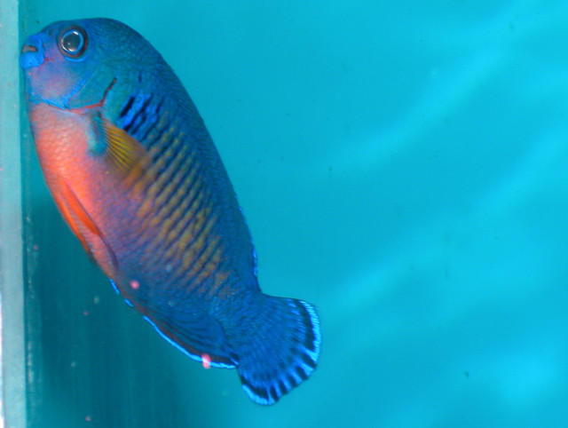 Saltwater - Austin Aquariums