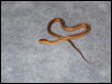 Eastern Garter?