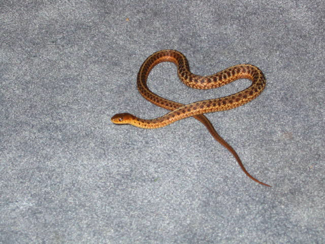 Eastern Garter?