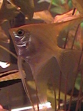 Freshwater angelfish "Sunny Buttercup"