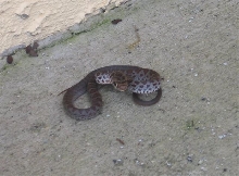 snake at my door