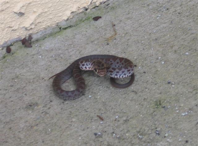 snake at my door