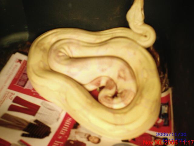 breeder male albino