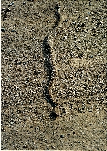 Western Diamondback Rattlesnake