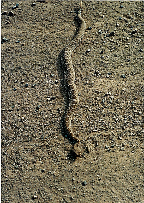 Western Diamondback Rattlesnake