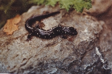 Speckled Black Salamander