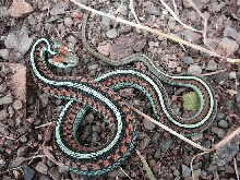 Turquoise beauty!