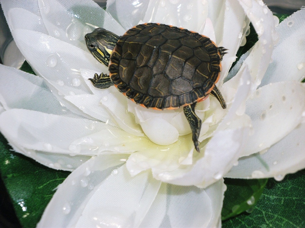 hatchling Western Painted Turtle