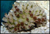 Saltwater - Austin Aquariums