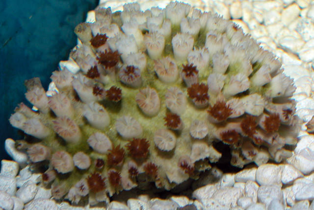 Saltwater - Austin Aquariums