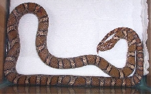 Eastern Milksnake