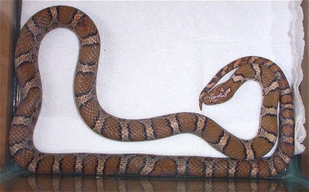 Eastern Milksnake
