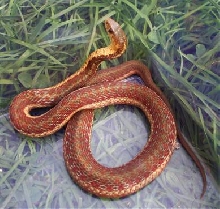 Red Garter Snake