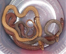 Red-Bellied Snakes