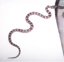 Eastern Hatchling 2