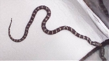 Eastern Hatchling