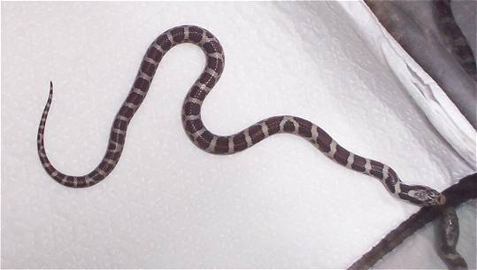 Eastern Hatchling
