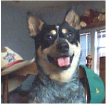 Pepper