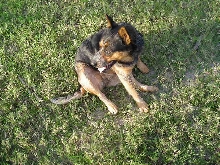 bandit