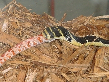 King Cobra eating corn.