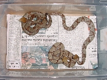 N.Copperheads