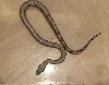 Boa1