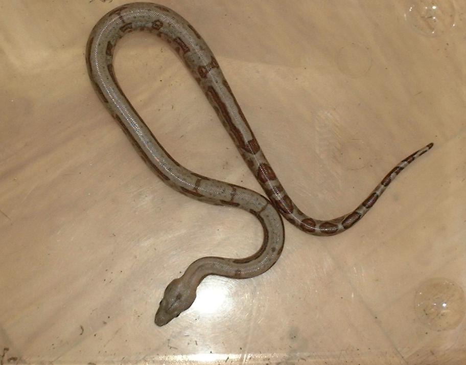 Boa1