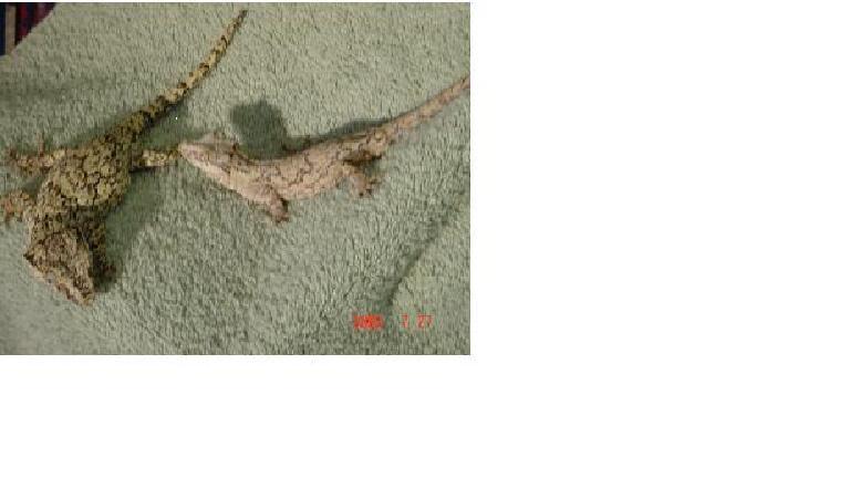 Gargoyle Geckos