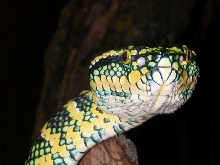 My Sumatran Waglers