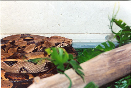 7 foot red tail