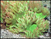 Saltwater - Austin Aquariums
