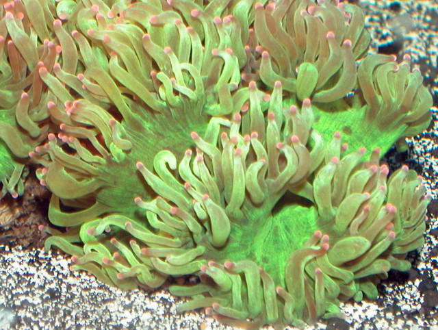 Saltwater - Austin Aquariums