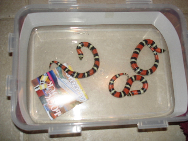 tri color babyscopyrightlovenlifeuser