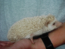 My female Dark-Eyed Cinnacot.
