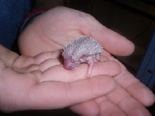 1 Day Old Hedgehog