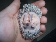 2 1/2  week old baby