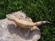 Female Leopard Gecko