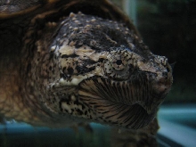 Snapper Close-up