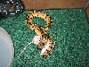 Pastel eats the peeing mouse