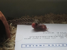 Western Hognose (red phase) eats a parapalegic pinky