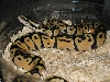 Male Pastel