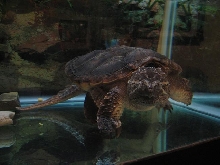 Snapper
