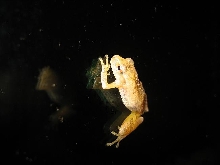 Unknown Tree Frog