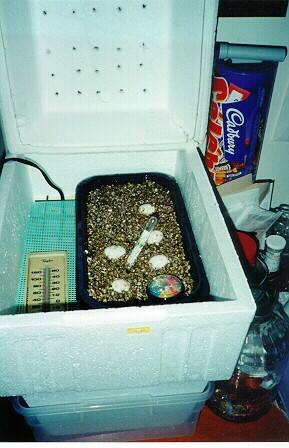home made incubator