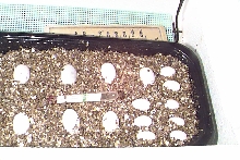 two clutches