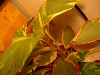 Baby Red Webbed Gliding tree frogs