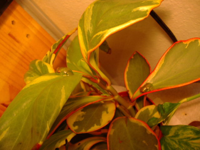 Baby Red Webbed Gliding tree frogs