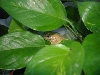 Gold tree frog